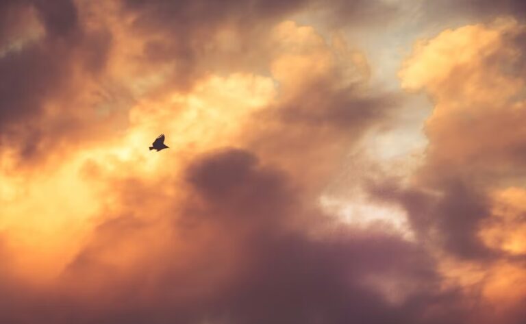 Viviendo bajo la sombra de sus alas